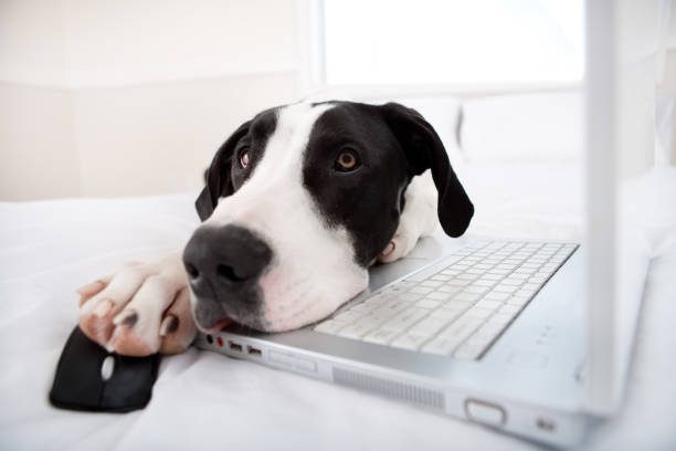 istock Dog surfing the internet 653784078