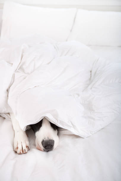 istock Dog under duvet cover 653784142