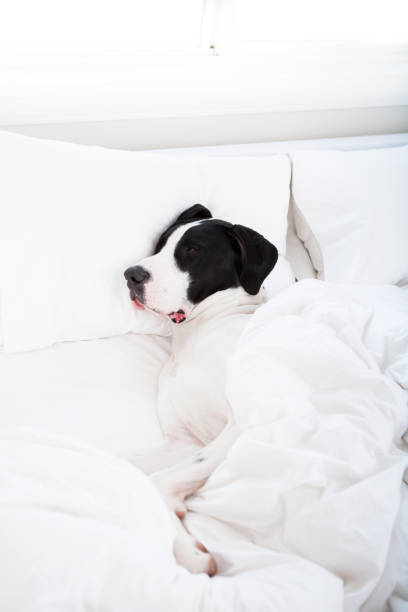 istock Dog sleeping under duvet cover 653784220