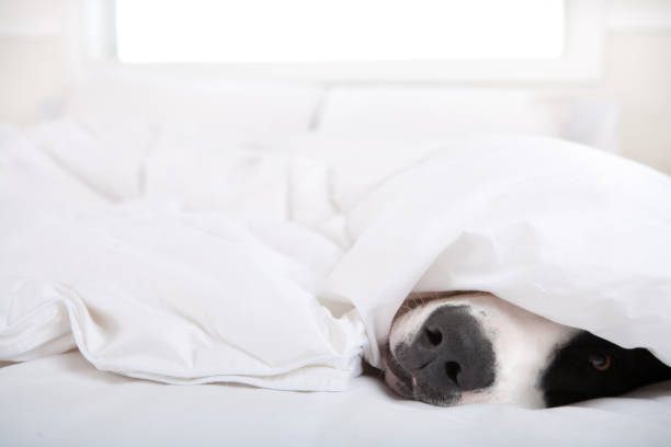 istock Dog under duvet cover 653784242