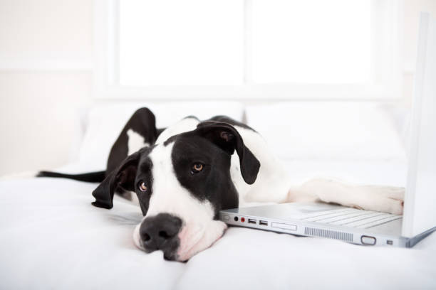 istock Dog surfing the internet 653784440