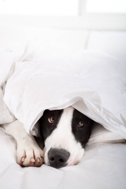 istock Dog under duvet cover 653784496