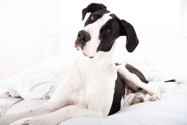 istock Great dane dog laying in bed 653784504