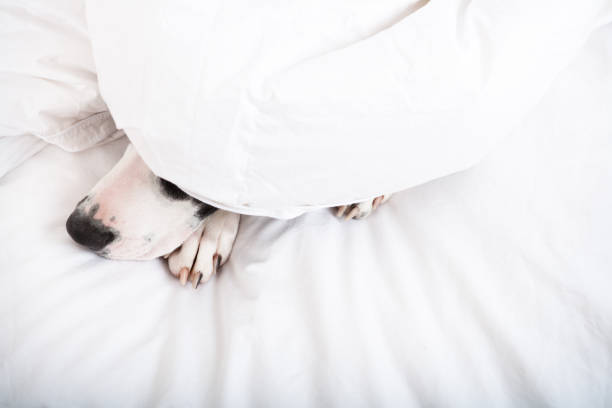 istock Dog under duvet cover 653784628