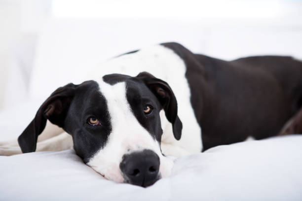 istock Great dane dog laying in bed 653784702