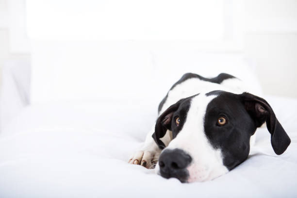 istock Great dane dog laying in bed 653784714