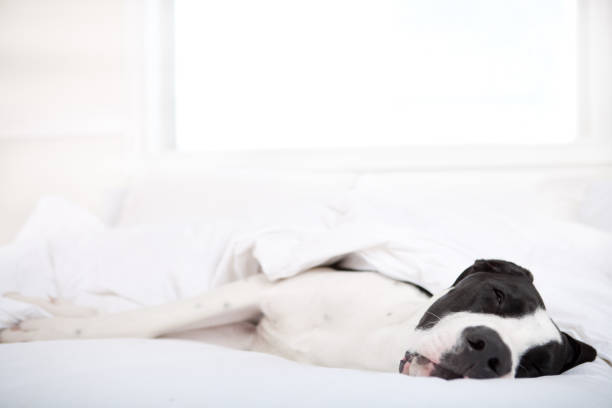 istock Dog sleeping under duvet cover 653784738