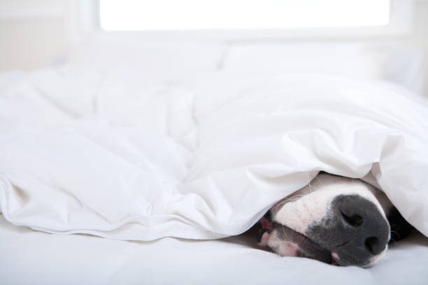 istock Dog sleeping under duvet cover 653784794