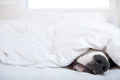 Great dane under the sheets