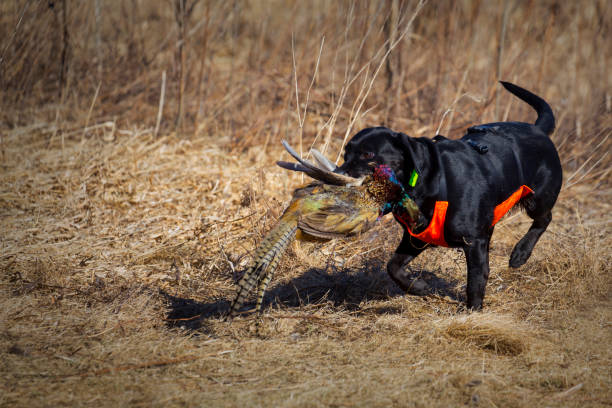 istock Trained dogs hunting pheasants 653788124