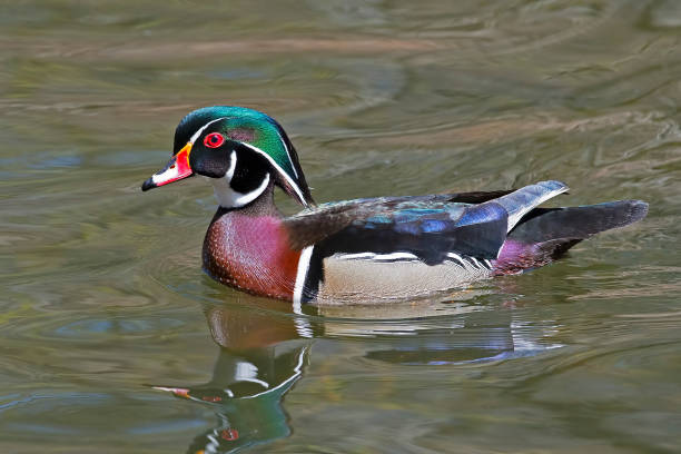 istock Male Wood Duck 653789742