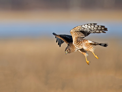Northern Harrier Hawk in Flight