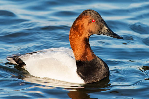 Male Canvasback Duck Male Canvasback Duck male north american canvasback duck aythya valisineria stock pictures, royalty-free photos & images