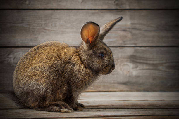 istock funny rabbit on wooden background 653790626