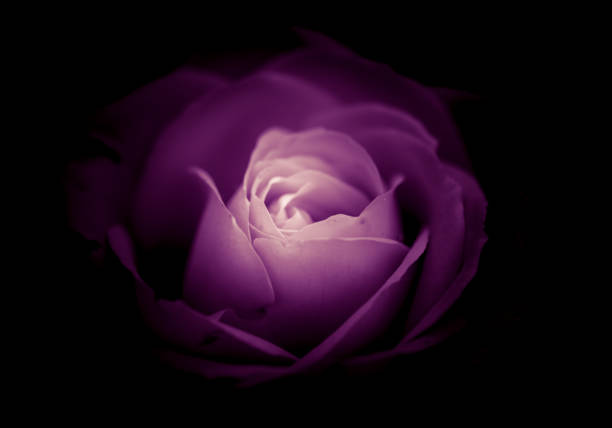 isolated roses close p on black background