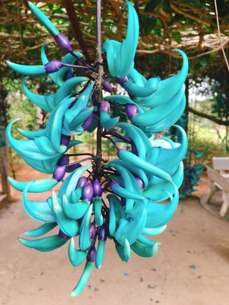 istock Strongylodon macrobotrys commonly known as jade vine, emerald vine or turquoise jade vine 653791194