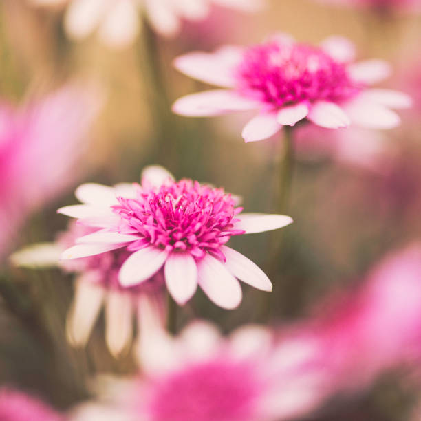 istock Delicate pink flowers blooming in spring sunshine 653792598