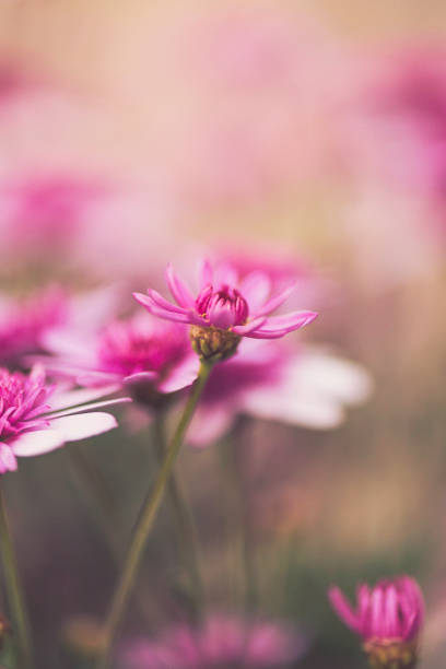 istock Delicate pink flowers blooming in spring sunshine 653792764