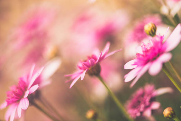 istock Delicate pink flowers blooming in spring sunshine 653792774