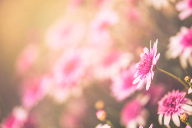istock Delicate pink flowers blooming in spring sunshine 653792794
