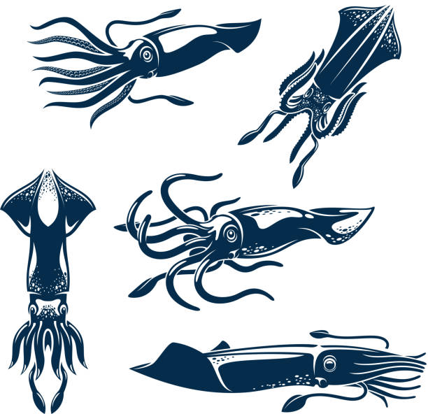 Squid sea animal icon set for seafood design Squid sea animal isolated icon set. European squid blue silhouettes for seafood menu, sea fishing symbol or fish market sign design calamari stock illustrations