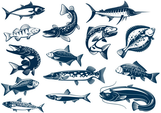 Fishes species vector isolated icons Fish vector tuna, pike and marlin, perch, bream, salmon and flounder, carp and mackerel sprat, sheatfish or catfish. Fishes blue symbols set for seafood restaurant, fishing club fishing hook illustrations stock illustrations