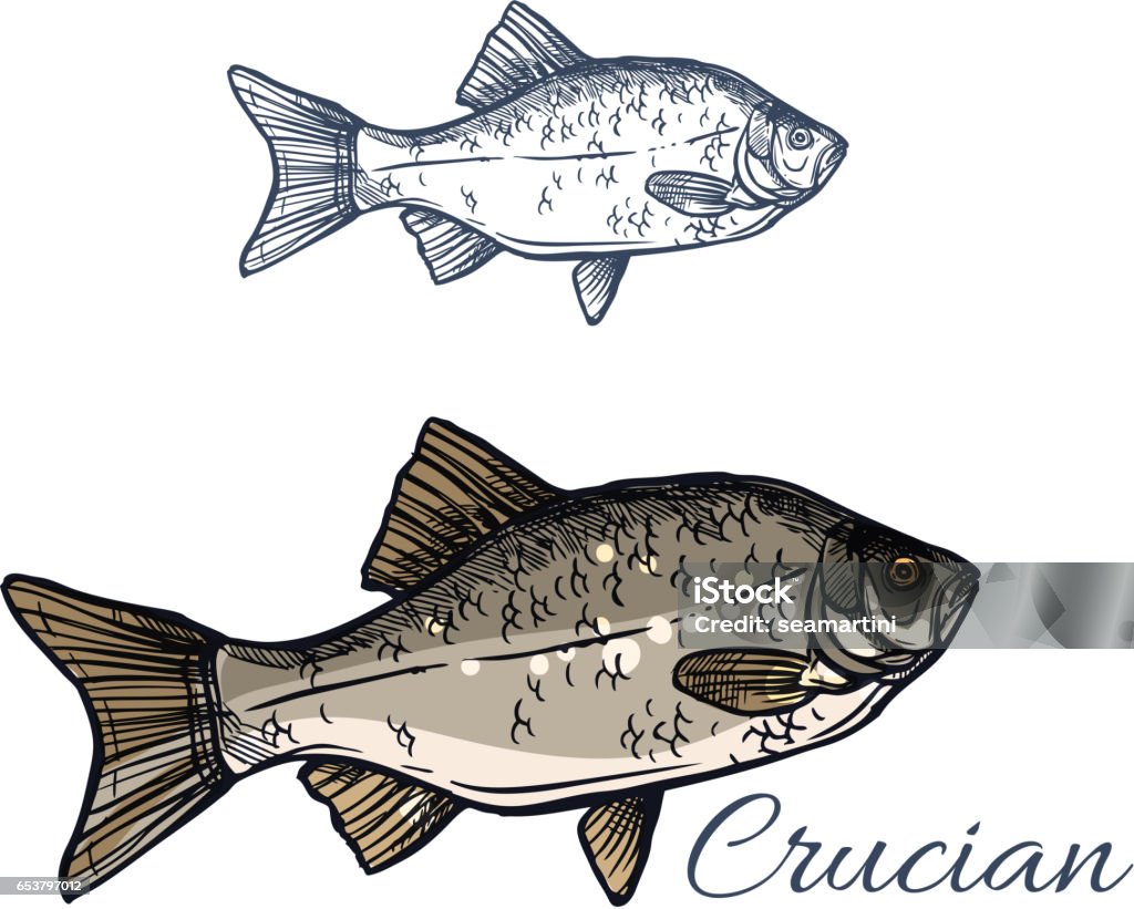 Crucian fish vector isolated sketch icon Crucian sketch vector fish icon. Isolated lake or river crucian carp fish species of carassius or goldfish. Isolated symbol for seafood restaurant sign or emblem, fishing club or fishery market Animal stock vector