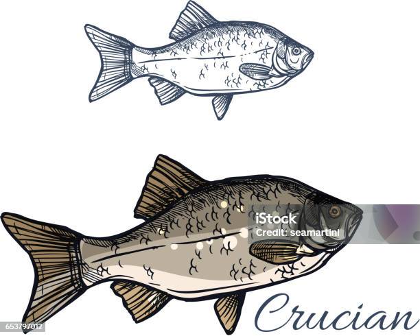 Crucian Fish Vector Isolated Sketch Icon Stock Illustration - Download Image Now - Animal, Animal Fin, Animal Wildlife