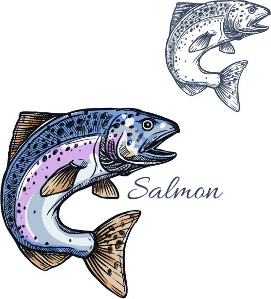 ilustraciones, imágenes clip art, dibujos animados e iconos de stock de icono de boceto aislado vectorial de peces salmón - pink salmon