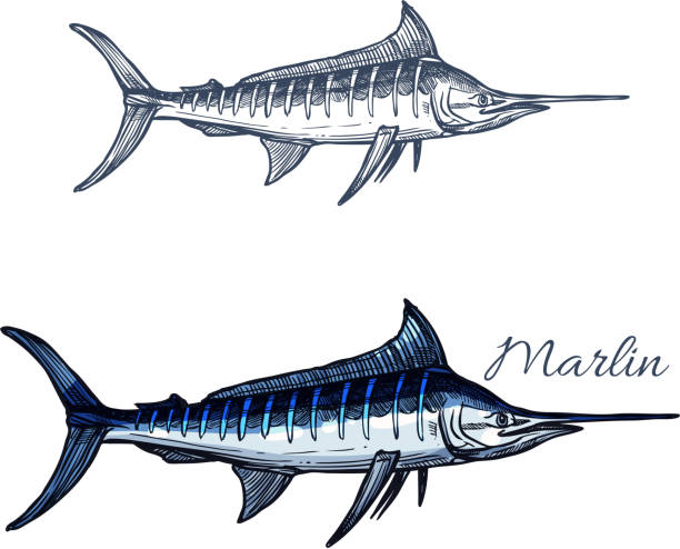 ilustrações de stock, clip art, desenhos animados e ícones de marlin fish vector isolated sketch icon - marlin sailfish nature saltwater fish