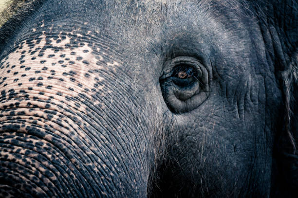 istock head of elephen selective focus at eye 653797820