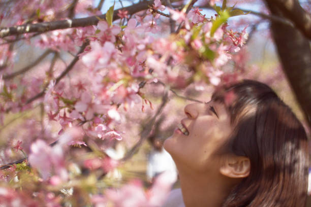 istock Smiling woman in cherry tree 653798078
