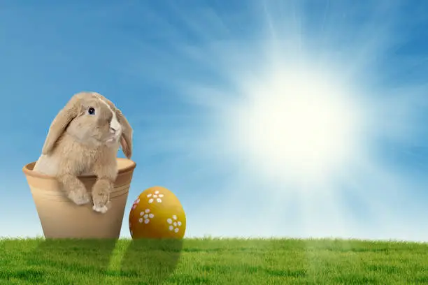 Picture of Easter rabbit in a pot with Easter egg and bright sunlight on the sky