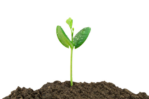 istock Sprout with water drop on soil on white background 653801158