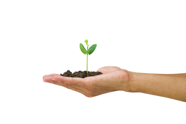 istock Man's hand holding sprout isolated on white background, environmental concept 653801386