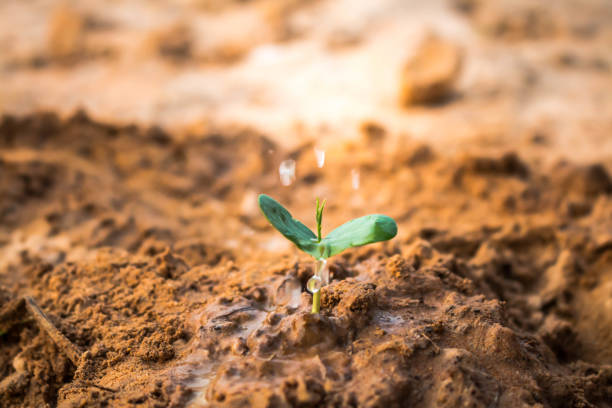 istock Plant trees to eliminate drought. 653802614