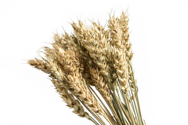 istock Wheat bunch isolated on white background. Grain bouquet. Golden spikelets. 653806020