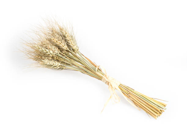 istock Rye bunch isolated on white background. Grain bouquet, golden spikelets. 653806124