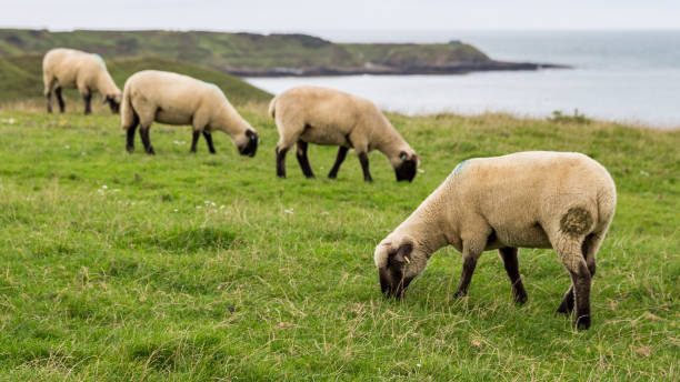 Sheep grazing on the Lleyn Coastal Path near Towyn, Lleyn Peninsula, Gwynedd, Wales, UK