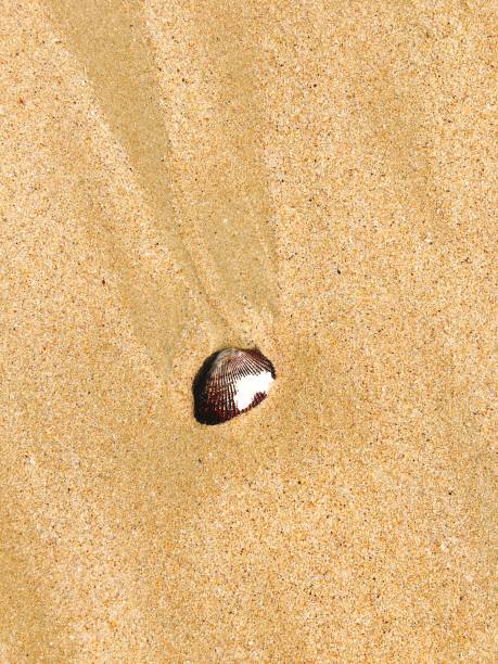 istock Seashell on the beach with yellow sand 653807046
