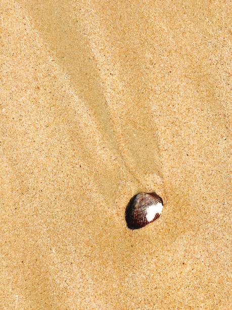 istock Seashell on the beach with yellow sand 653808468