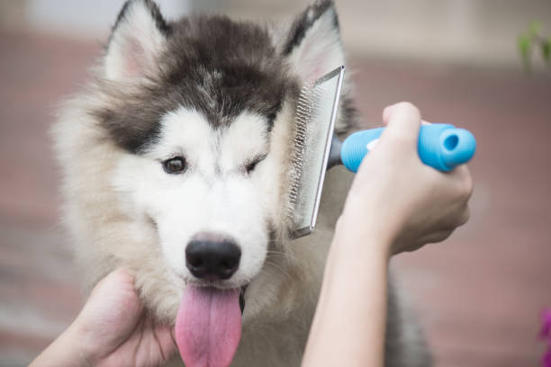 istock woman using a comb brush the siberian husky puppy 653809518