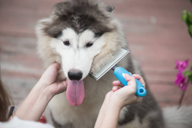 女性の櫛を使ってブラシ シベリアン ・ ハスキー子犬 - grooming ストックフォトと画像