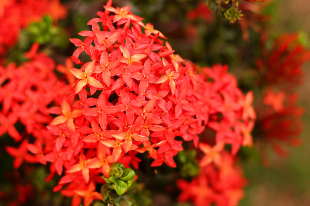 istock Red flower spike, Rubiaceae flower 653810058
