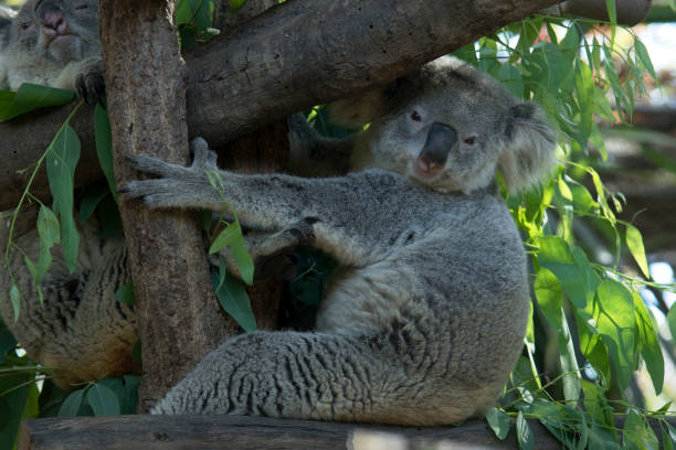 istock Koala bear lovely bear in the World. 653810456