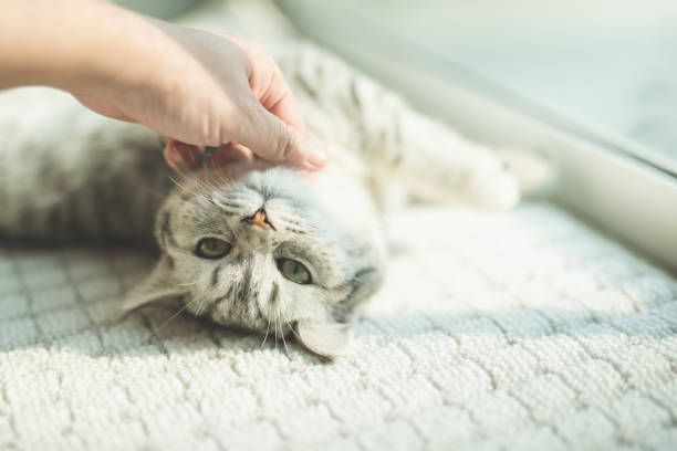 istock Asian woman playing with kitten 653810884