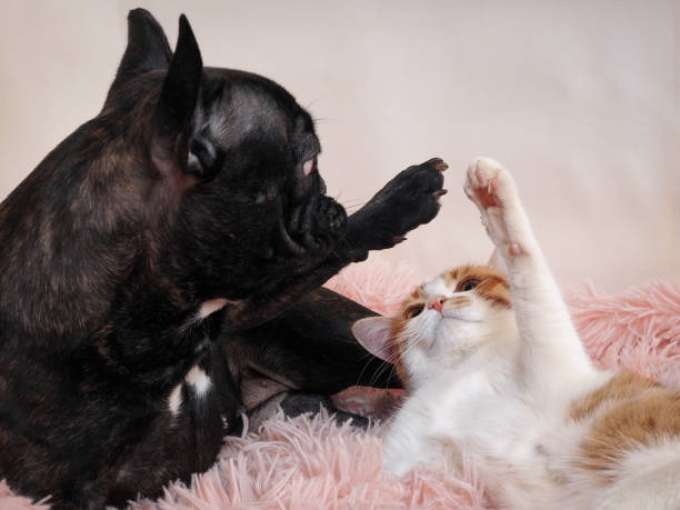 istock Cat and dog playing on the bed. Paws animal 653811284