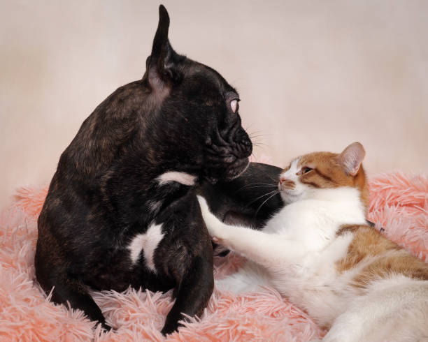 istock Cat and dog looking at each other 653811368