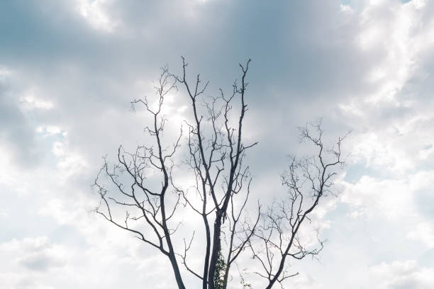 istock dry tree in summer season on blue sky background 653812476