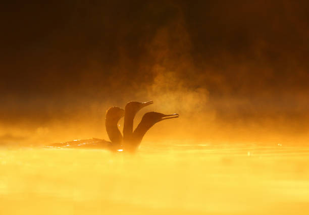 Flock of cormorant at sunrise